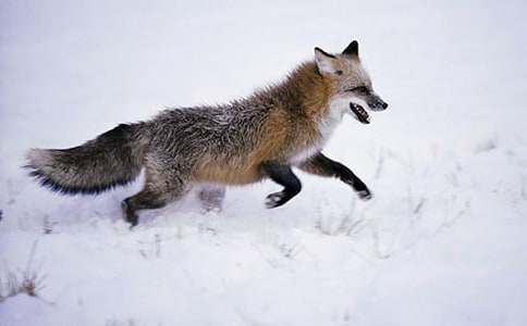 狐貍和小雞作文