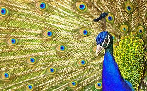 《孔雀東南飛》教學(xué)設(shè)計(精選21篇)