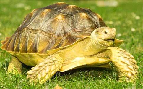 我最喜歡的小動(dòng)物烏龜作文