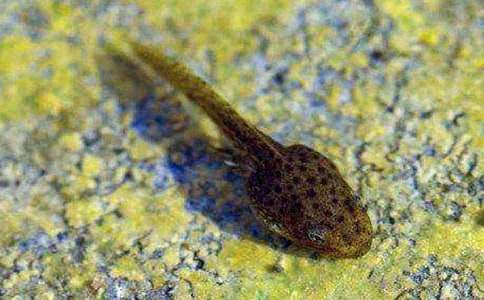 ���᡿С����ҋ����Ĺ���